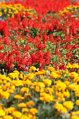 Image showing Field of flowers