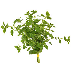 Image showing Oregano Herb Leaves