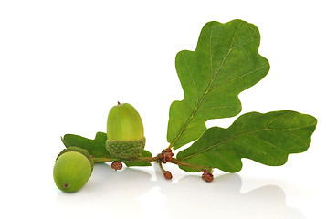 Image showing Acorn and Oak Leaf Sprig