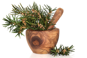 Image showing Yew Herb Leaves