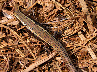 Image showing Lizard