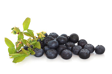 Image showing Blueberries and Flower Sprig