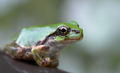 Image showing Frog Eye