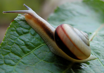 Image showing Snail