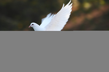 Image showing dove