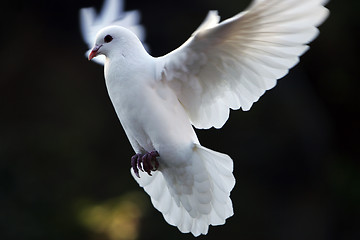 Image showing dove