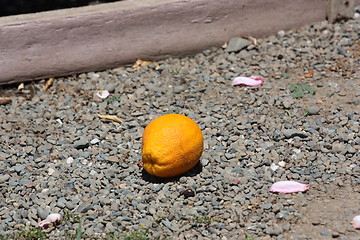 Image showing Orange