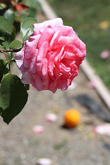 Image showing Pink Rose Flower