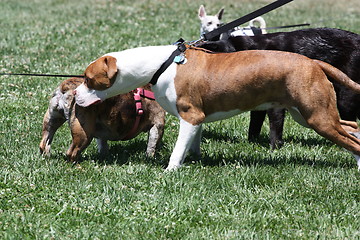 Image showing Group of Dogs Playing