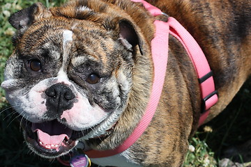 Image showing Bulldog