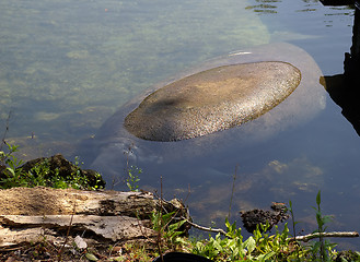 Image showing Manatee