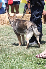 Image showing German Shepherd and a Policeman