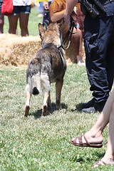 Image showing German Shepherd and a Policeman