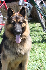 Image showing German Shepherd