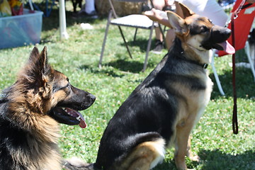 Image showing German Shepherds