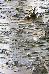 Image showing Tree bark texture background 