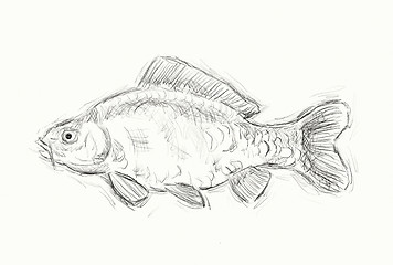 Image showing carp