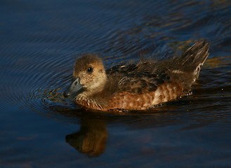 Image showing Duckling