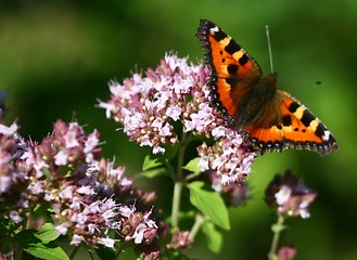 Image showing Butterfly