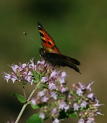 Image showing Butterfly