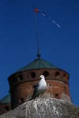 Image showing Gull in front of a castle tower