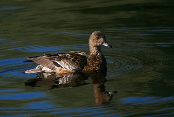 Image showing Duck