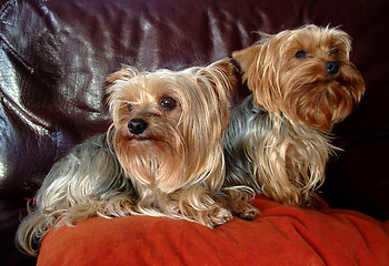 Image showing Couple of two Yorkshire dogs