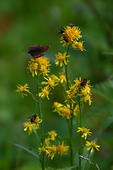 Image showing Yellow flower with insects