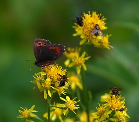 Image showing Flower  with insects on