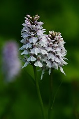 Image showing White flower