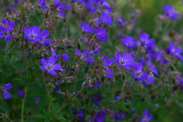Image showing Blue flowers