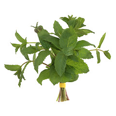 Image showing Lemon Balm Herb