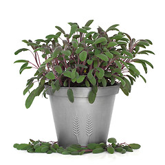 Image showing  Purple Sage Herb Plant