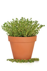 Image showing Thyme Herb Plant