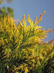 Image showing       Fern BUsh