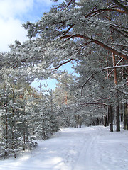 Image showing forest