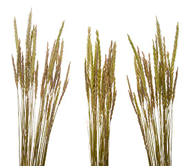 Image showing Beach grass (Ammophila arenaria)