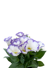 Image showing Beautiful violet flower