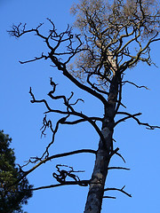 Image showing dry branches