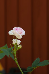 Image showing Pink rose