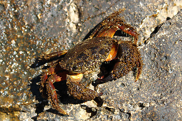 Image showing middle size crab on rock