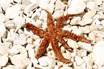Image showing sea star sitting on stoned beach