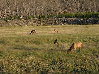 Image showing Chamoises