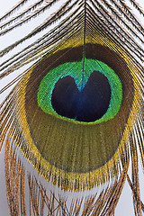 Image showing Peacock Feather