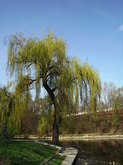 Image showing Willow by the lake