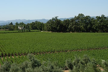 Image showing California vineyard