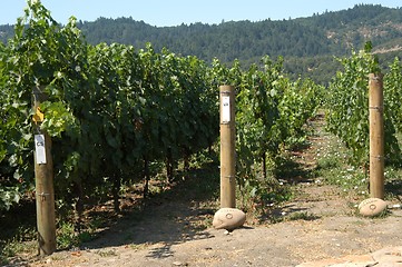 Image showing Inside the vineyard