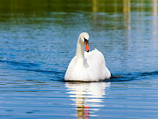 Image showing swan