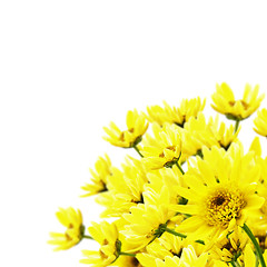 Image showing Chrysanthemum