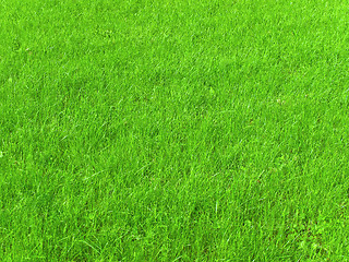 Image showing green grass